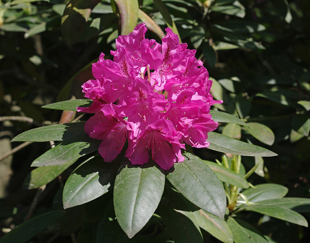 Рододендрон катевбинский (Rhododendron catawbiense) — плотный щиток розово-сиреневых воронковидных цветков с тёмными крапинами на фоне кожистых эллиптических листьев
