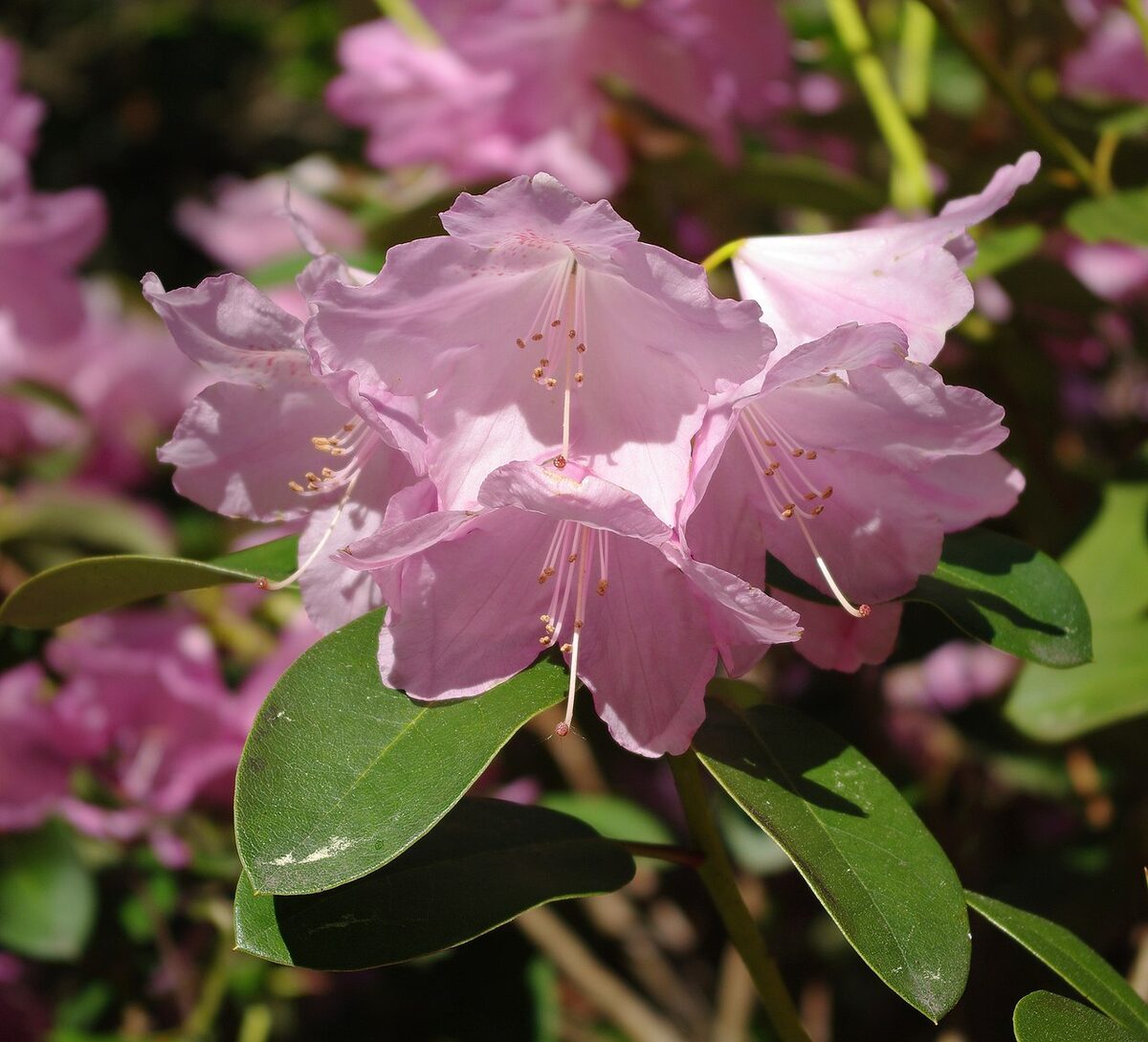 Рододендрон (Rhododendron) — внешний вид растения