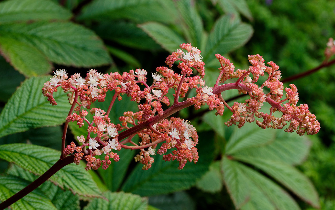 Роджерсия (Rodgersia) — внешний вид растения