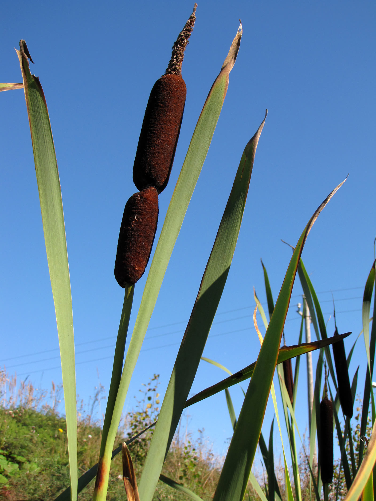 Рогоз широколистный (Typha latifolia) — бархатистые коричневые початки на высоких стеблях