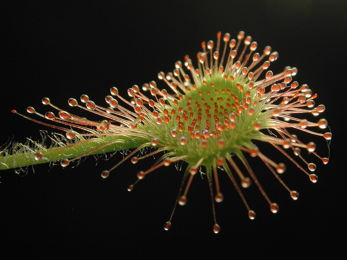 Росянка (Drosera) — внешний вид растения