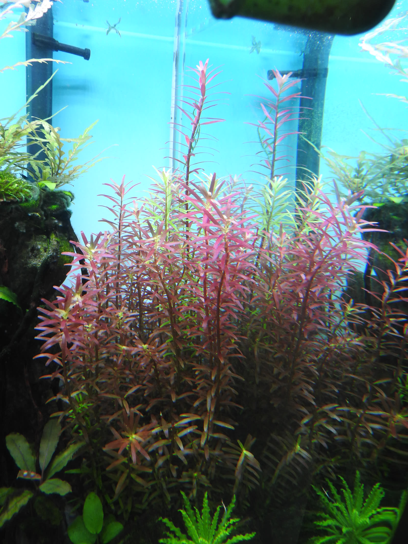 Ротала круглолистная (Rotala rotundifolia) с розово-красной окраской листьев при ярком свете