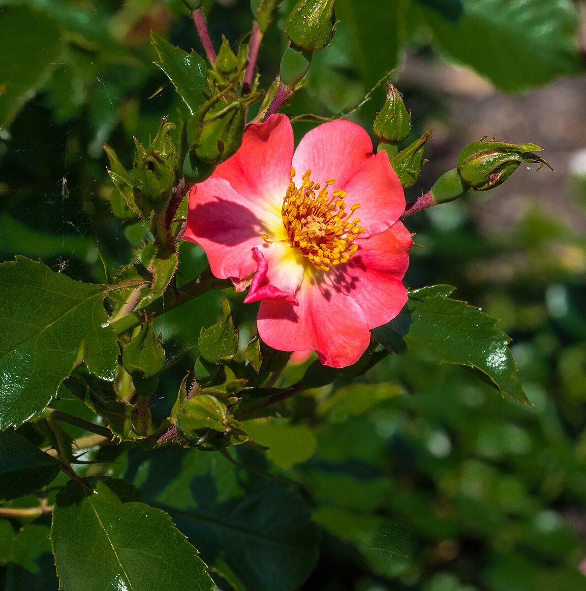 Роза (Rosa) — внешний вид растения
