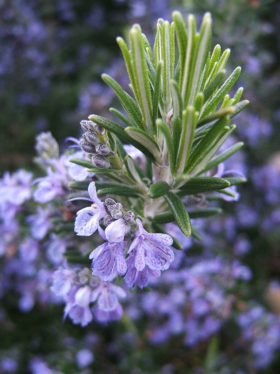 Розмарин (Salvia rosmarinus (Rosmarinus officinalis)) — внешний вид растения