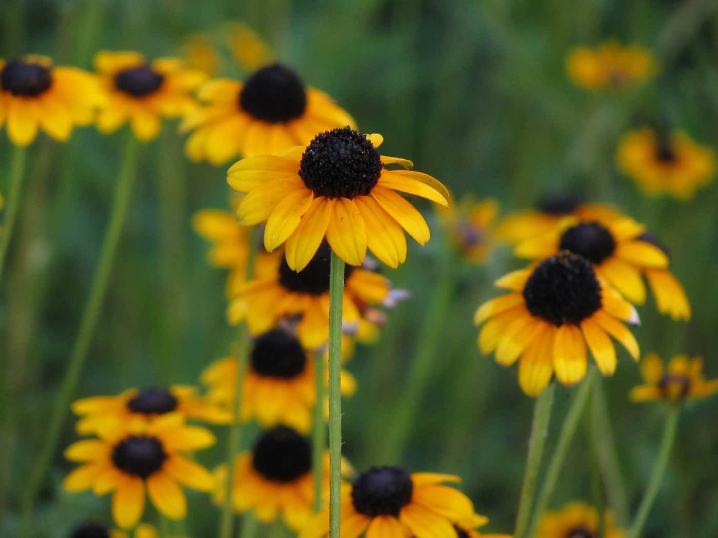 Рудбекия блестящая (Rudbeckia fulgida) — плотная куртина с крупными одиночными золотисто-оранжевыми корзинками и тёмной выпуклой серединкой