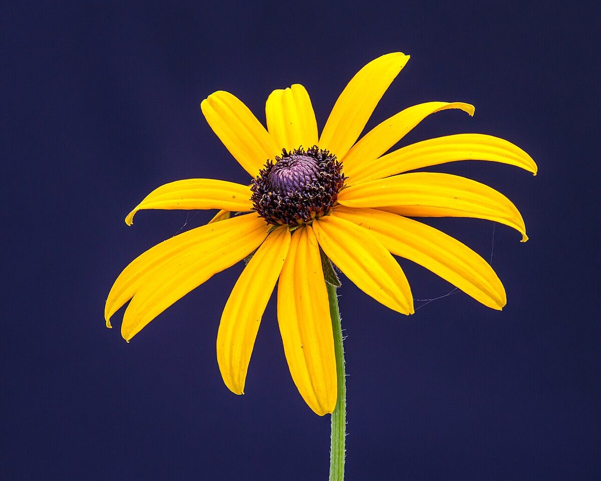 Рудбекия (Rudbeckia) — внешний вид растения