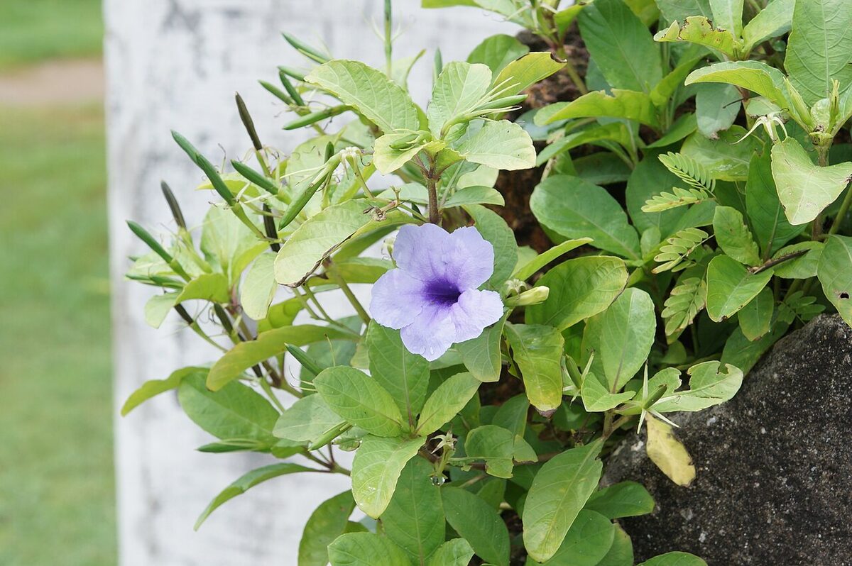 Руэллия (Ruellia) — внешний вид растения