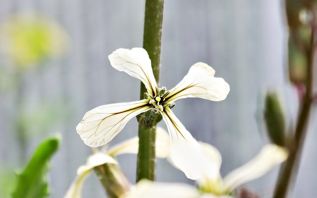 Руккола (Eruca sativa) — внешний вид растения