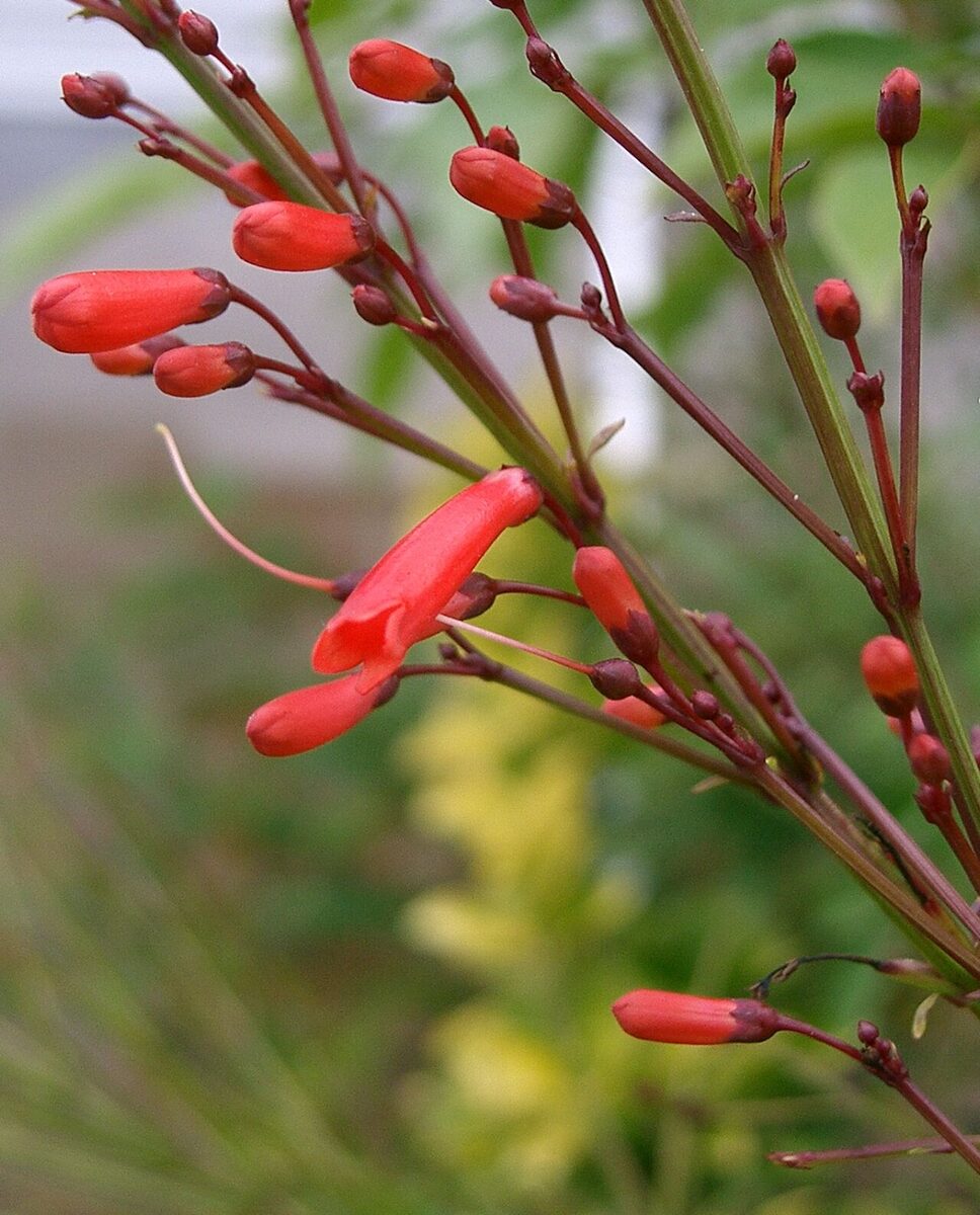 Расселия (Russelia equisetiformis) — внешний вид растения