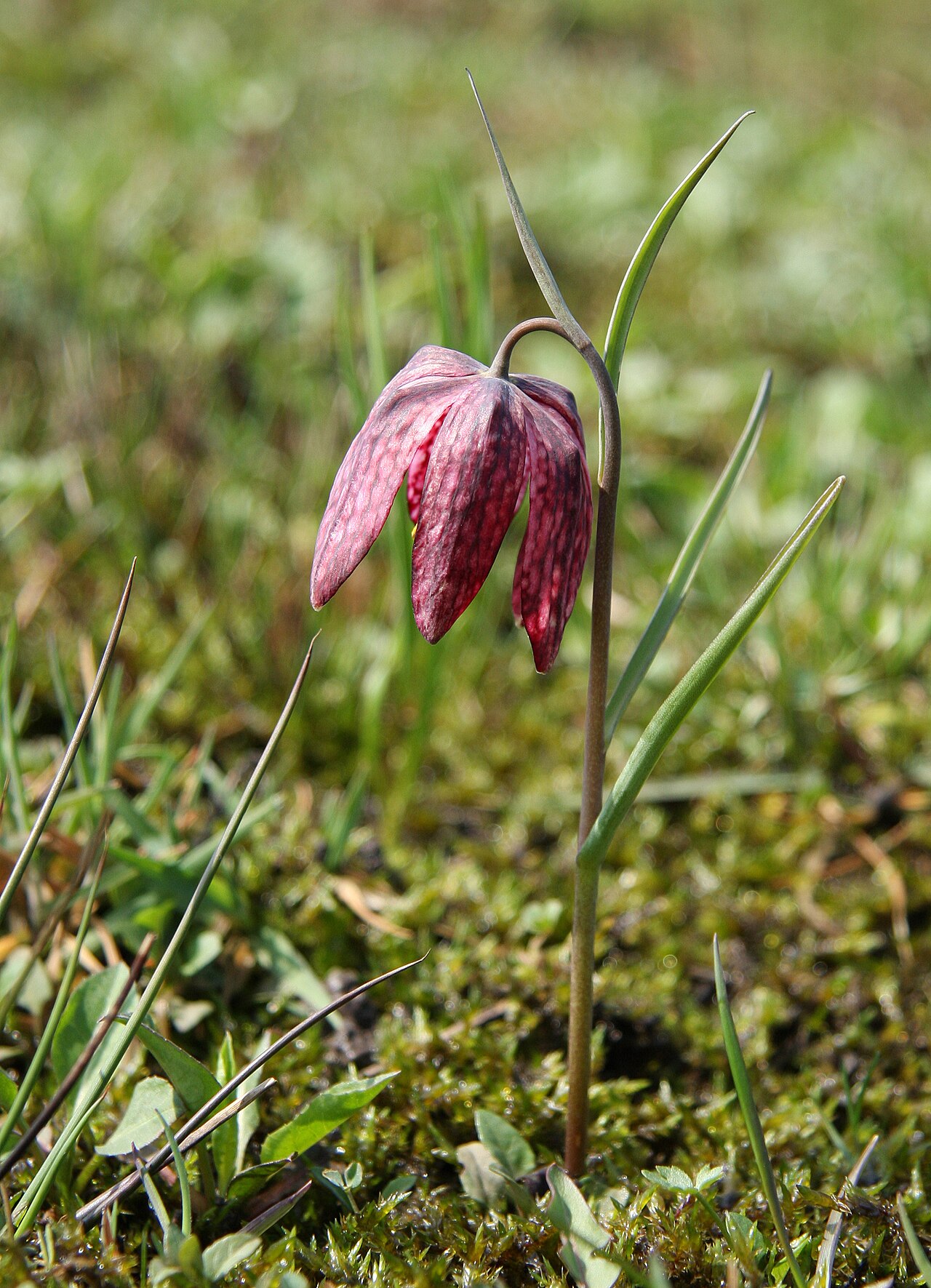 Рябчик (Fritillaria) — внешний вид растения