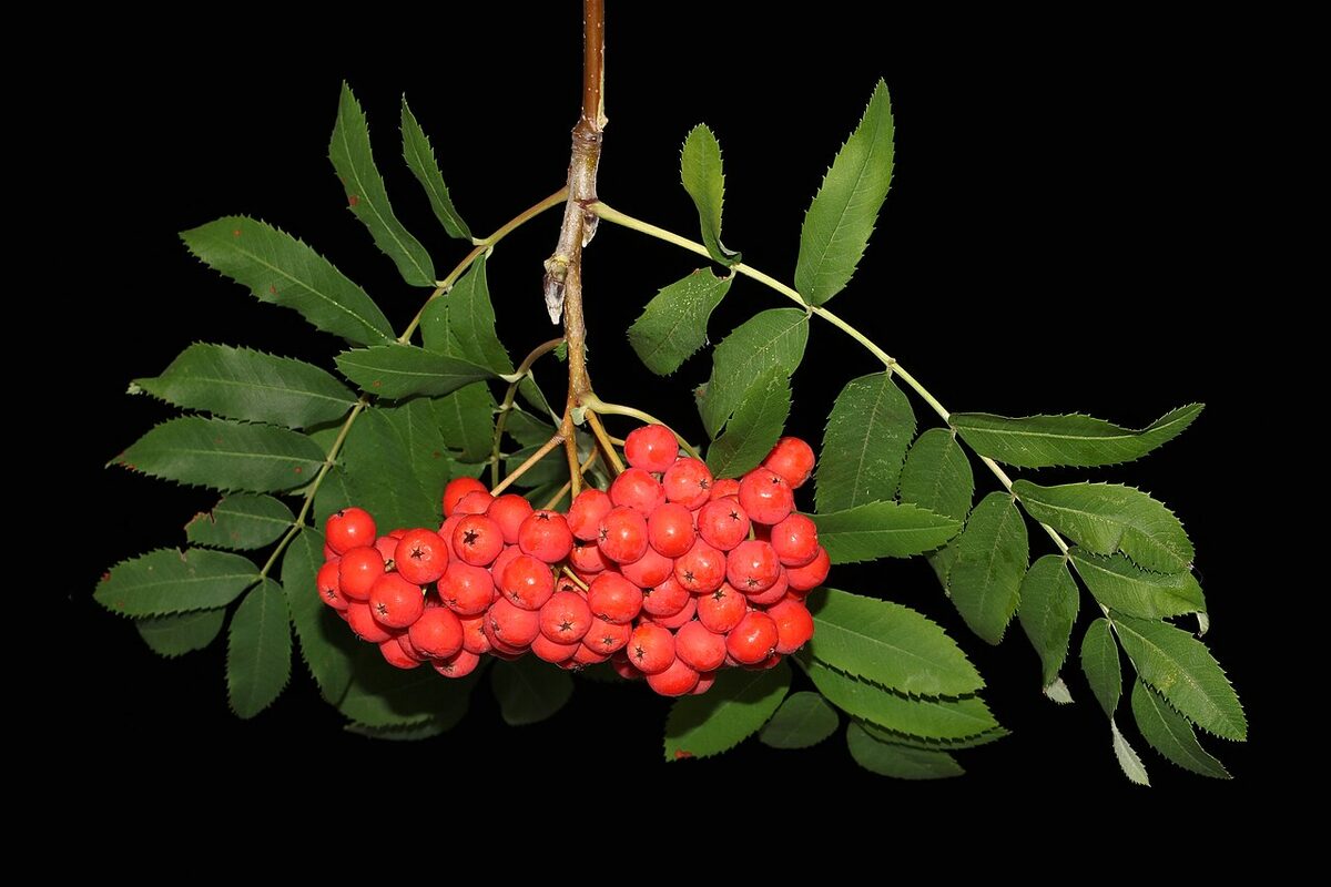 Рябина (Sorbus aucuparia) — внешний вид растения