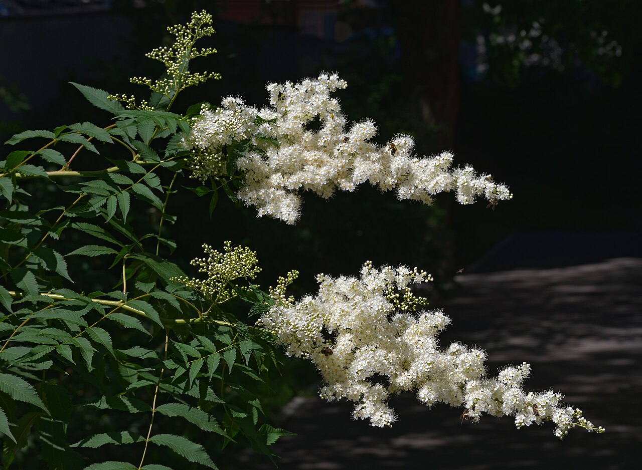 Рябинник (Sorbaria sorbifolia) — внешний вид растения