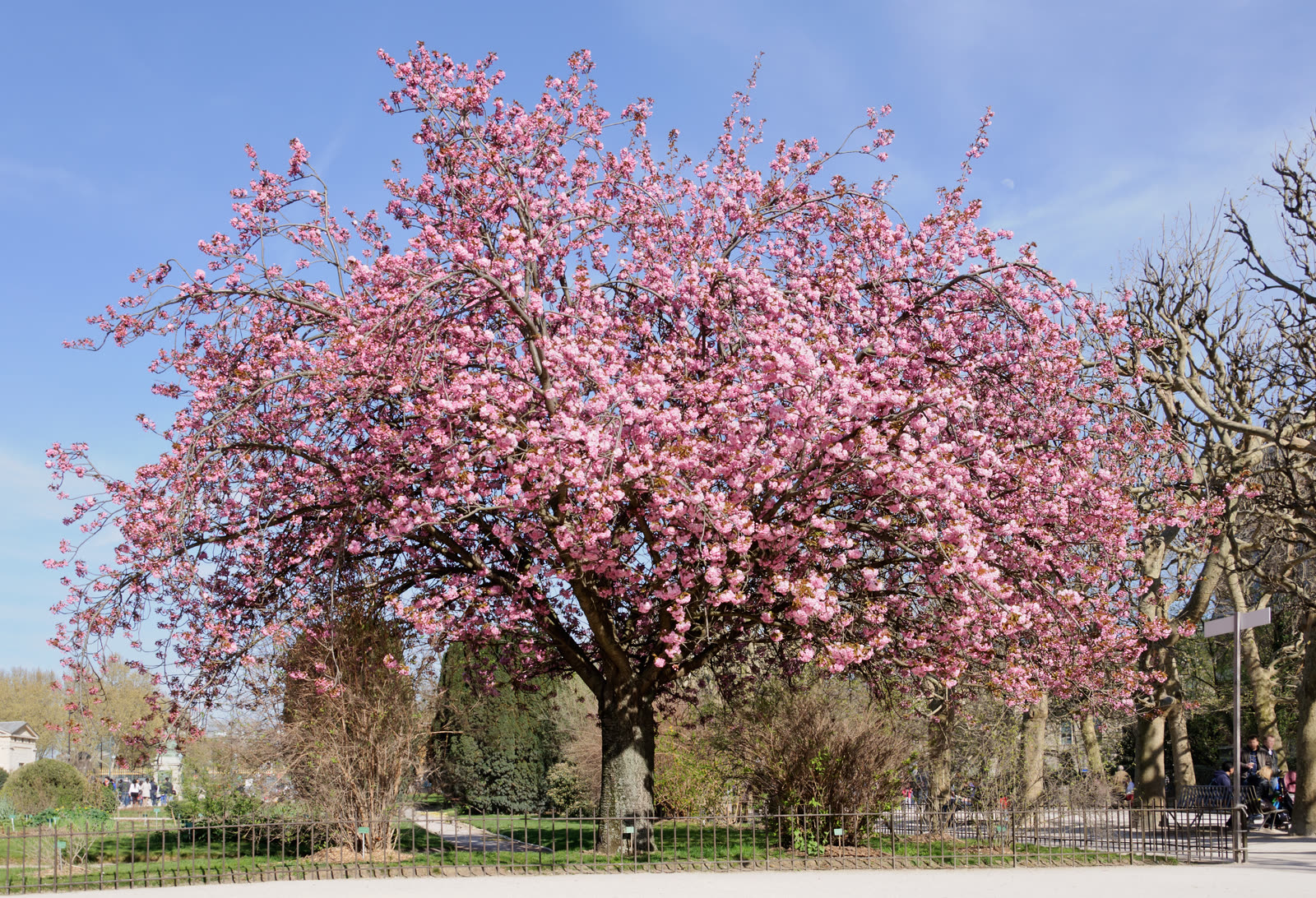 Сакура (Prunus serrulata) в цвету — облако розовых и белых цветков на ветвях