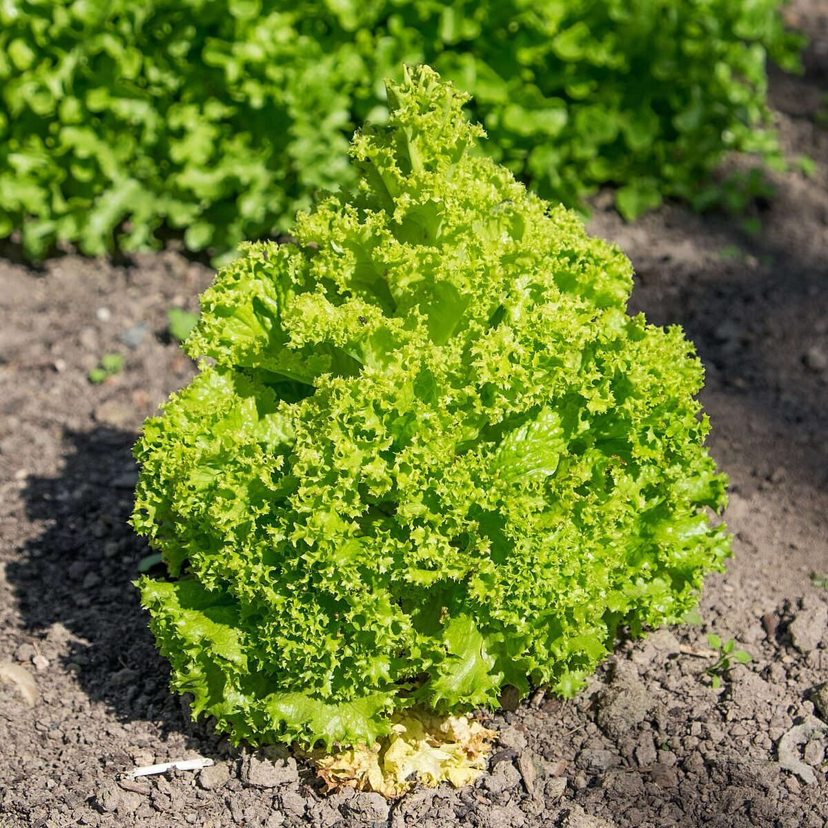 Салат (Lactuca sativa) — внешний вид растения
