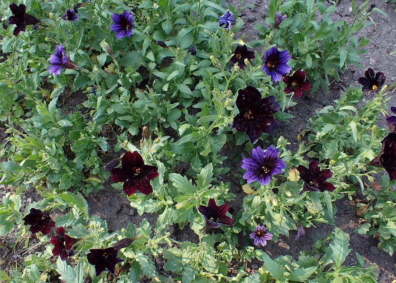 Сальпиглоссис (Salpiglossis sinuata) — внешний вид растения