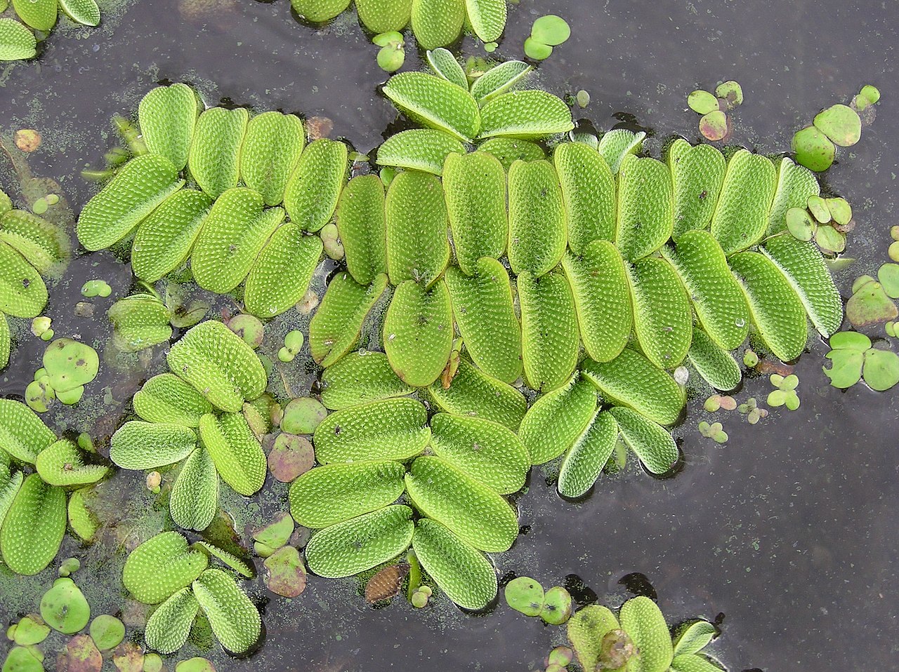 Сальвиния (Salvinia natans) — внешний вид растения