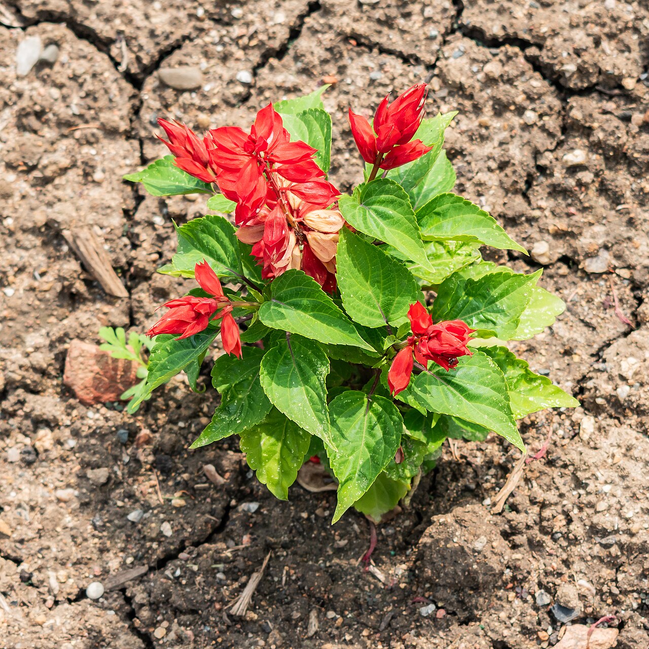 Сальвия (Salvia splendens) — внешний вид растения