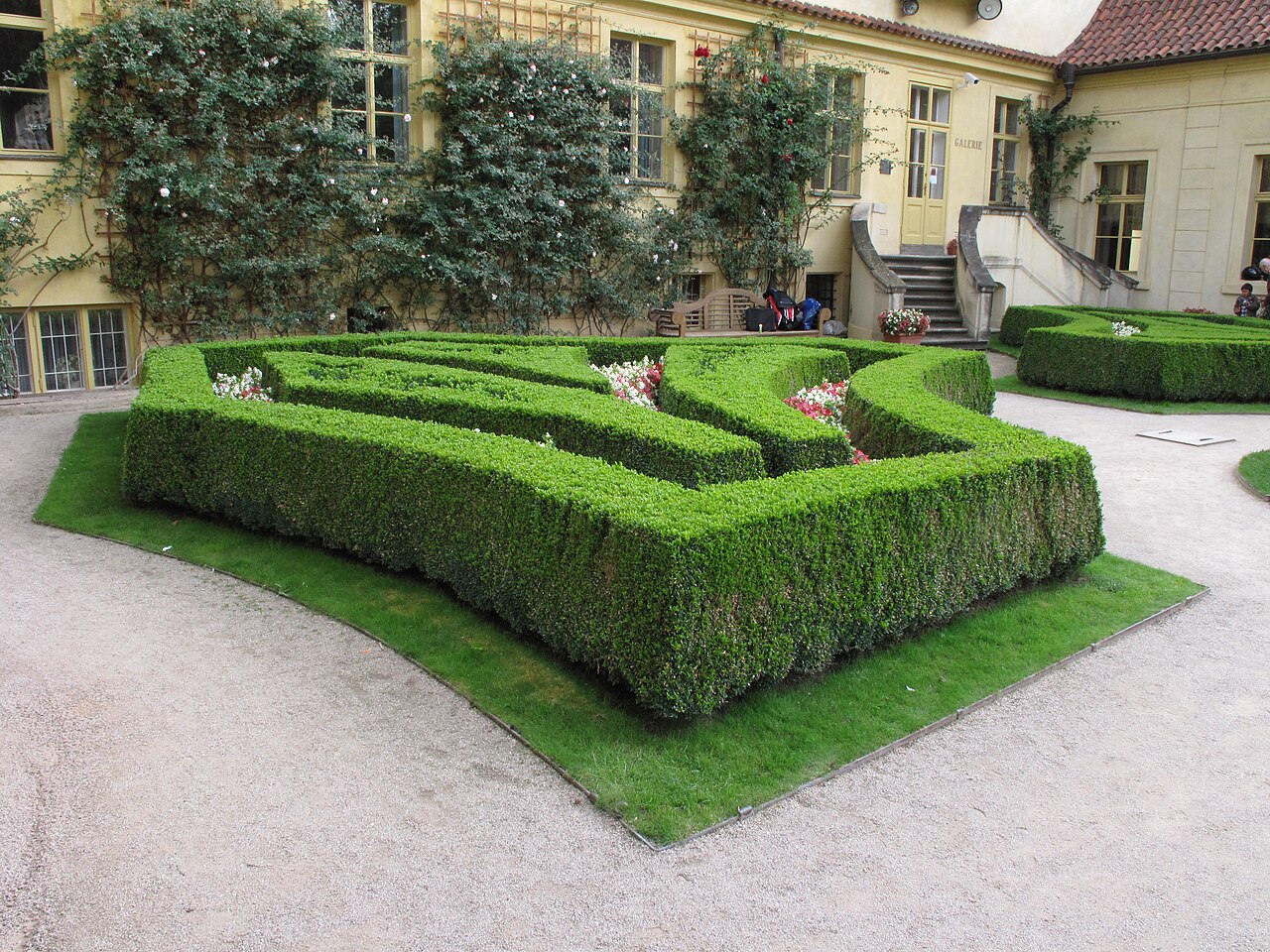 Самшит (Buxus sempervirens) — внешний вид растения