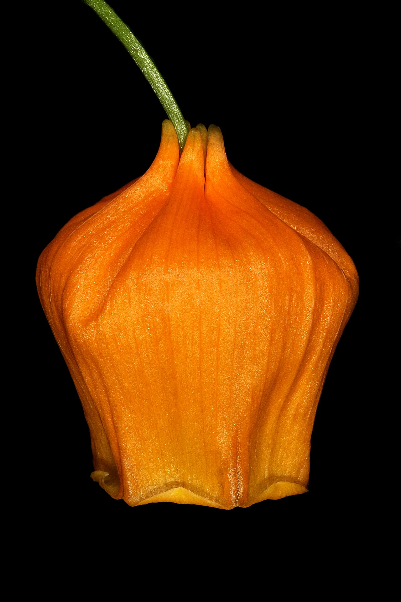 Сандерсония (Sandersonia aurantiaca) — внешний вид растения