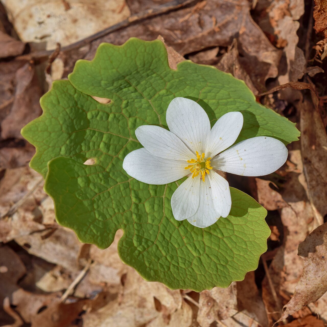 Сангвинария (Sanguinaria canadensis) — внешний вид растения