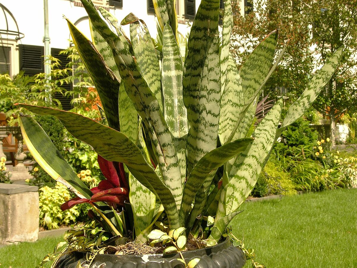 Сансевиерия трёхполосная (Sansevieria trifasciata) с прямостоячими полосатыми листьями