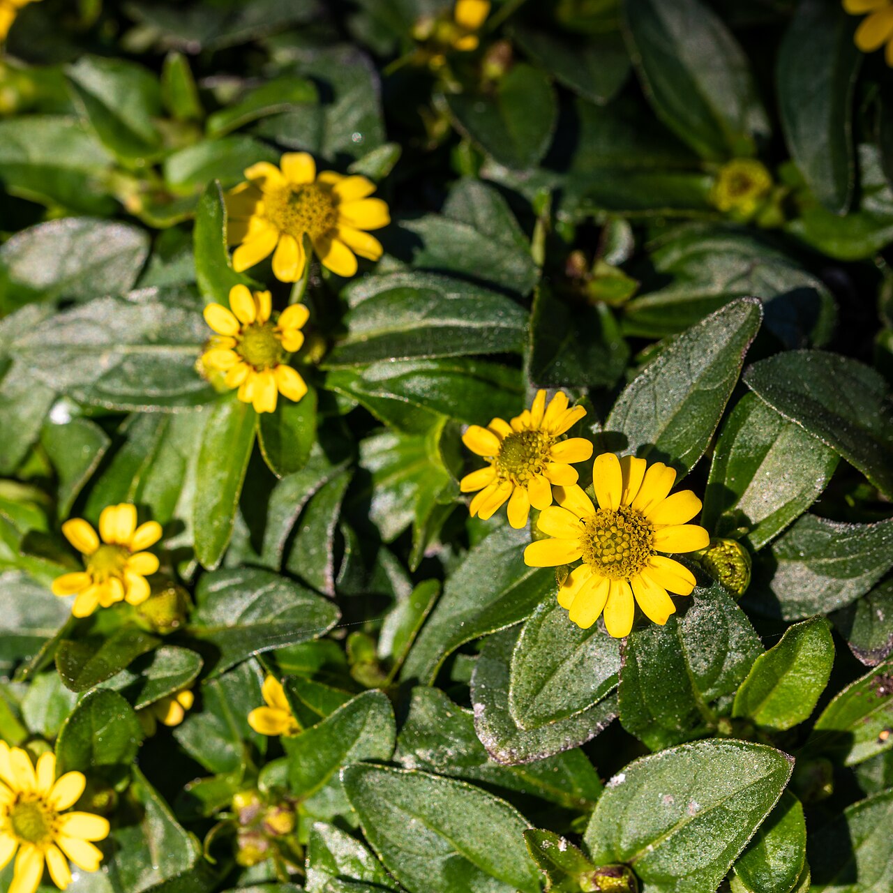 Санвиталия (Sanvitalia procumbens) — внешний вид растения