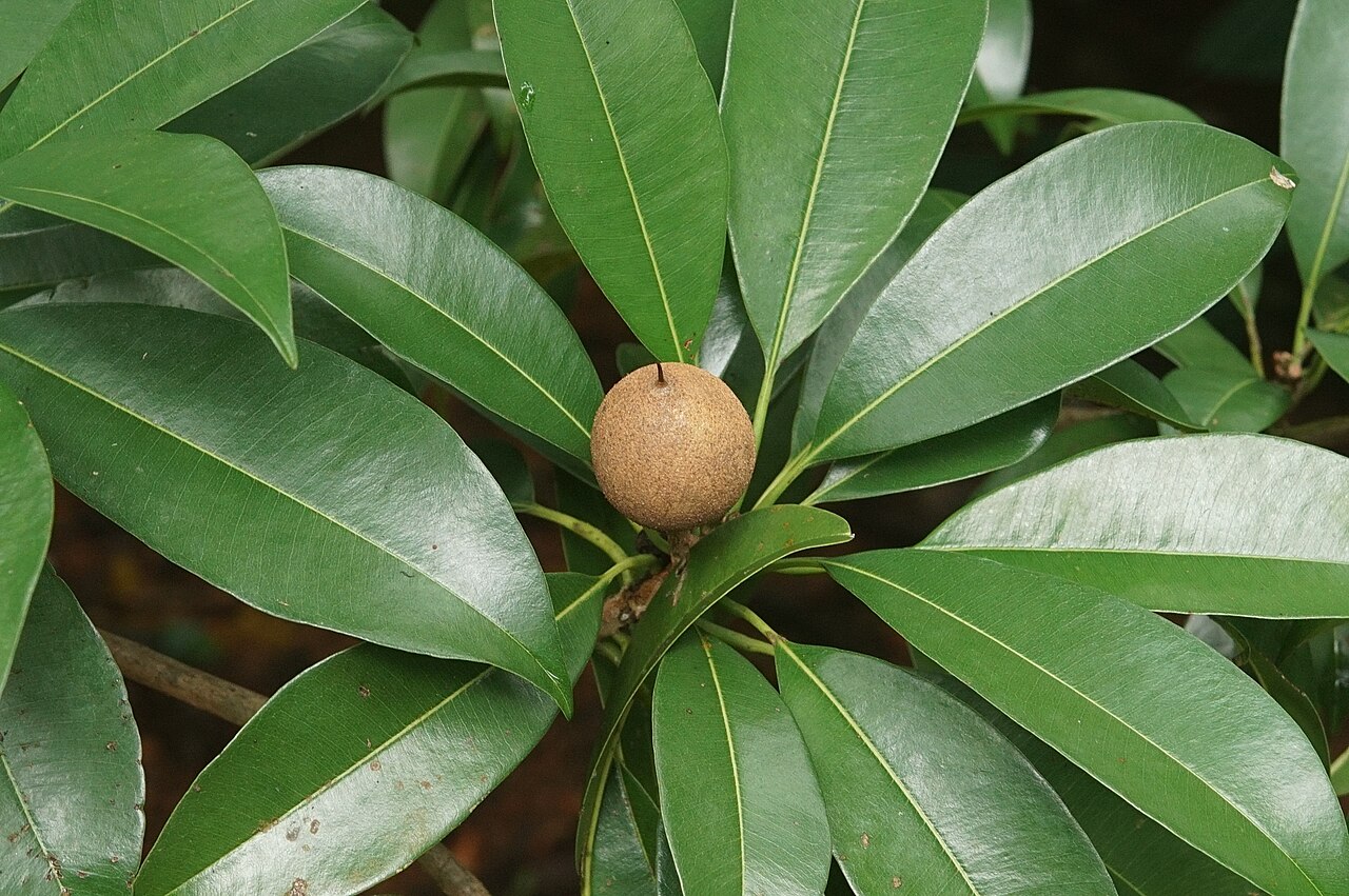 Саподилла (Manilkara zapota) — внешний вид растения