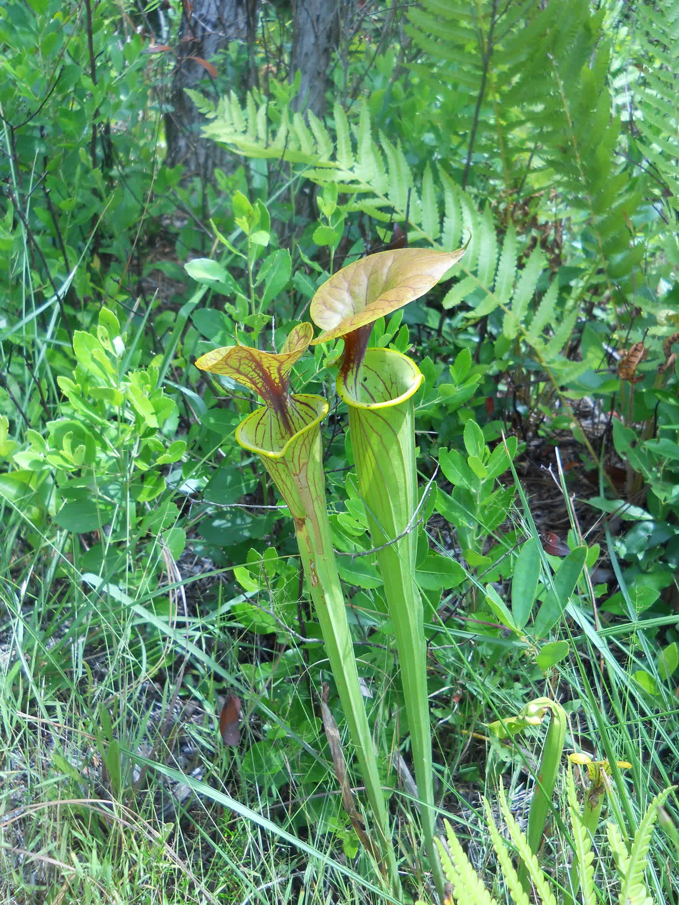 Саррацения жёлтая (Sarracenia flava) — высокие лимонно-жёлтые кувшины с широкой волнистой крышечкой
