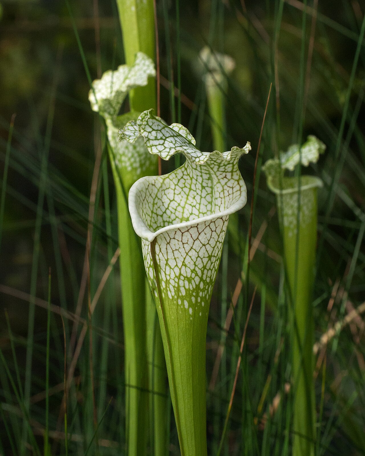 Саррацения (Sarracenia) — внешний вид растения