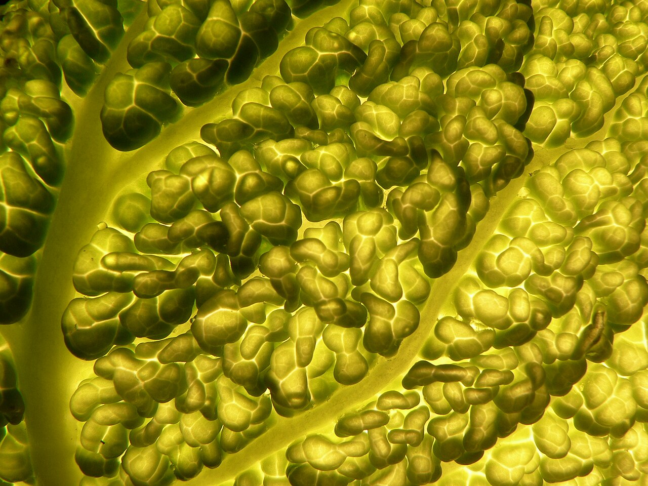 Капуста савойская (Brassica oleracea var. sabauda) — внешний вид растения