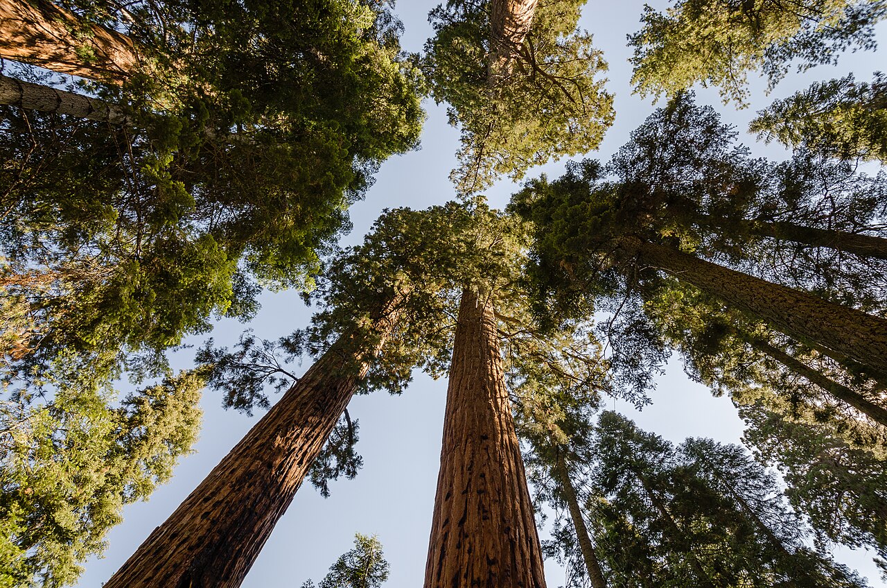 Секвойя (Sequoiadendron giganteum) — внешний вид растения