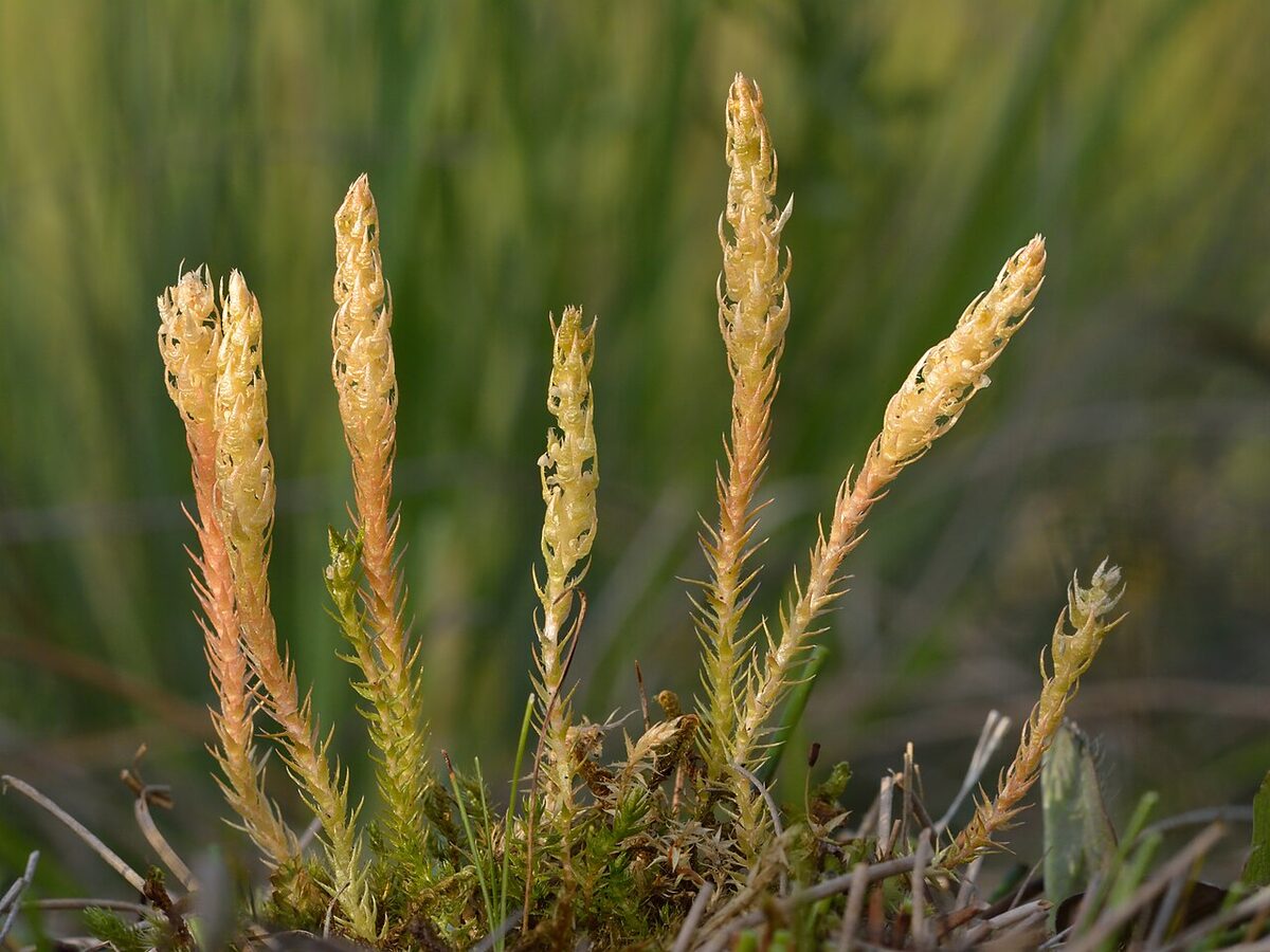 Селагинелла (Selaginella) — внешний вид растения