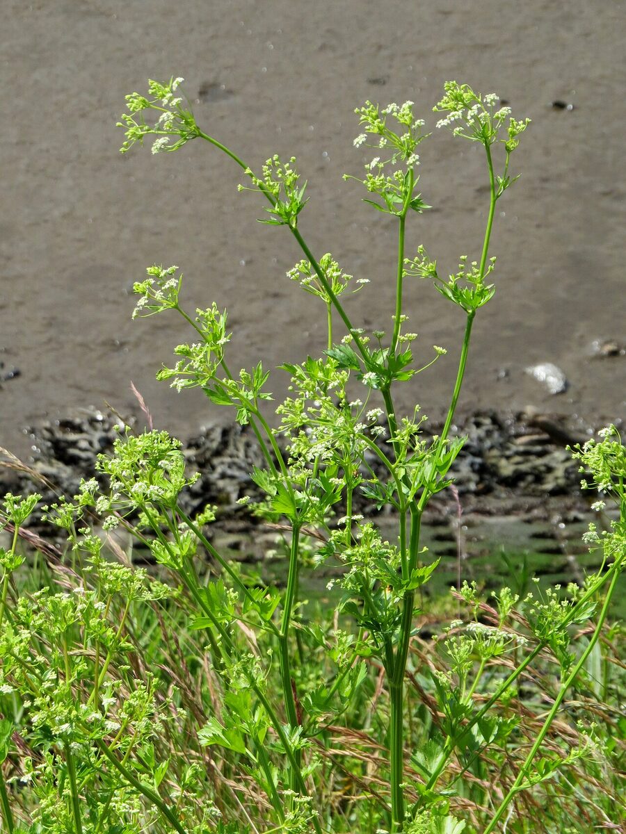 Сельдерей (Apium graveolens) — внешний вид растения