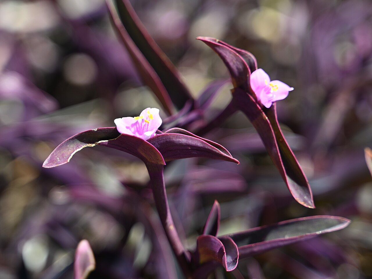 Сеткреазия (Tradescantia pallida) — внешний вид растения