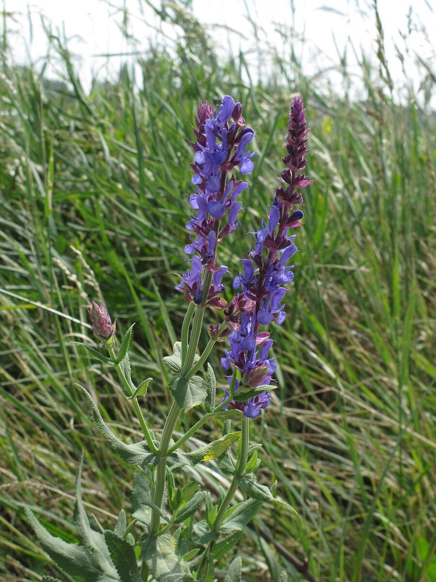 Шалфей дубравный (Salvia nemorosa) — внешний вид растения