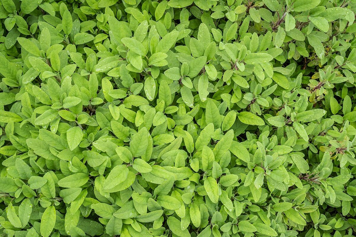 Шалфей лекарственный (Salvia officinalis) — внешний вид растения