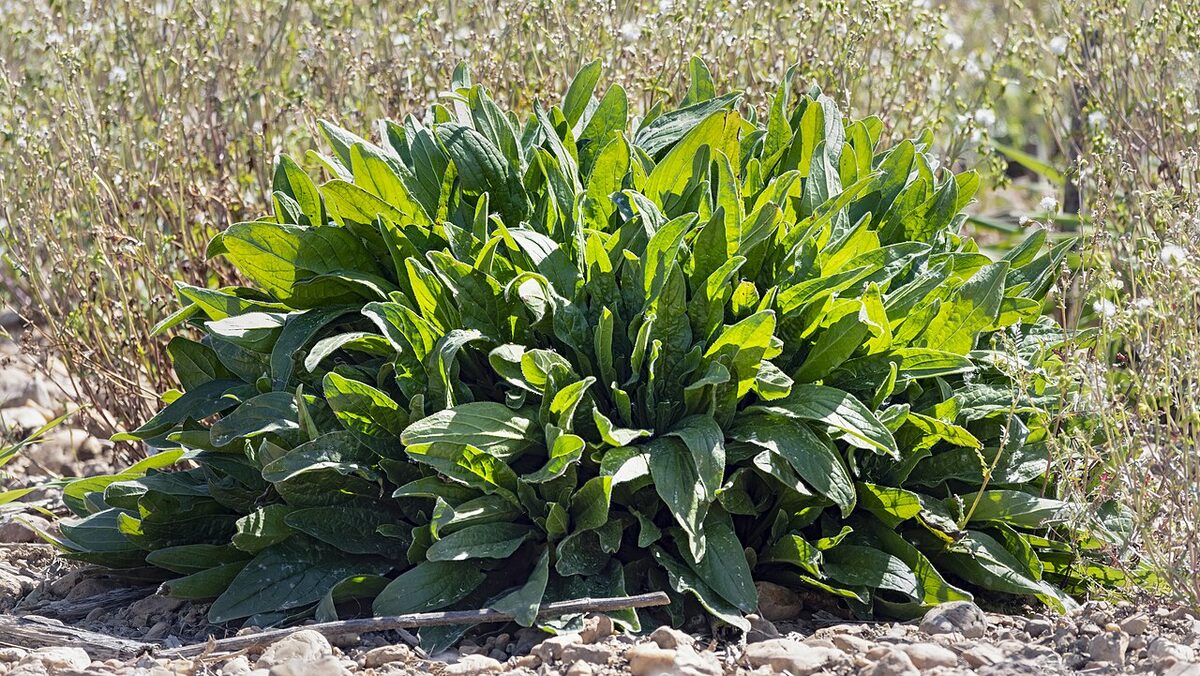 Щавель (Rumex acetosa) — внешний вид растения