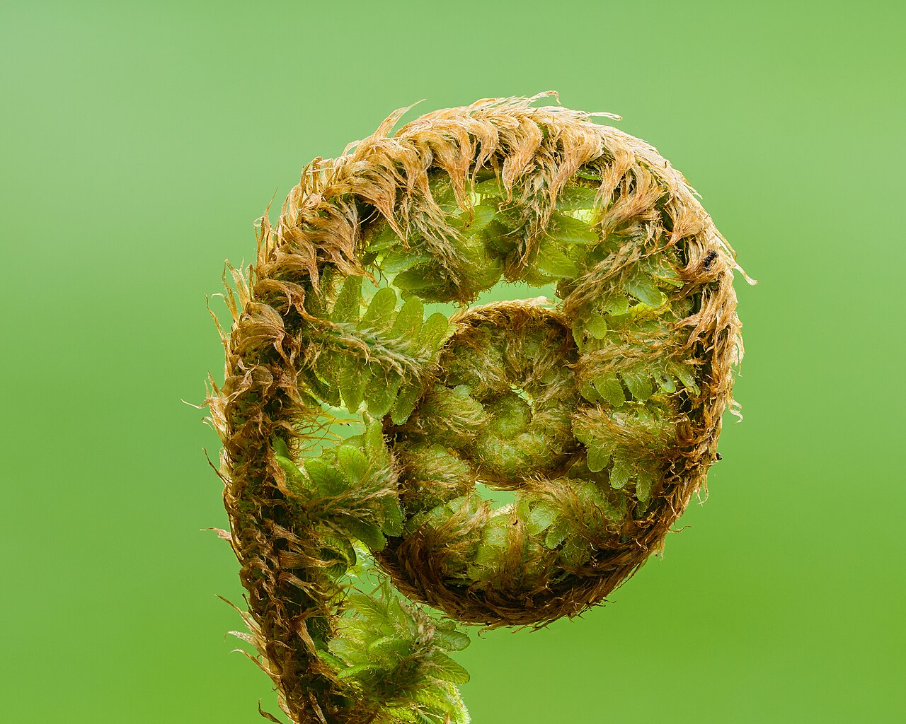 Щитовник (Dryopteris filix-mas) — внешний вид растения