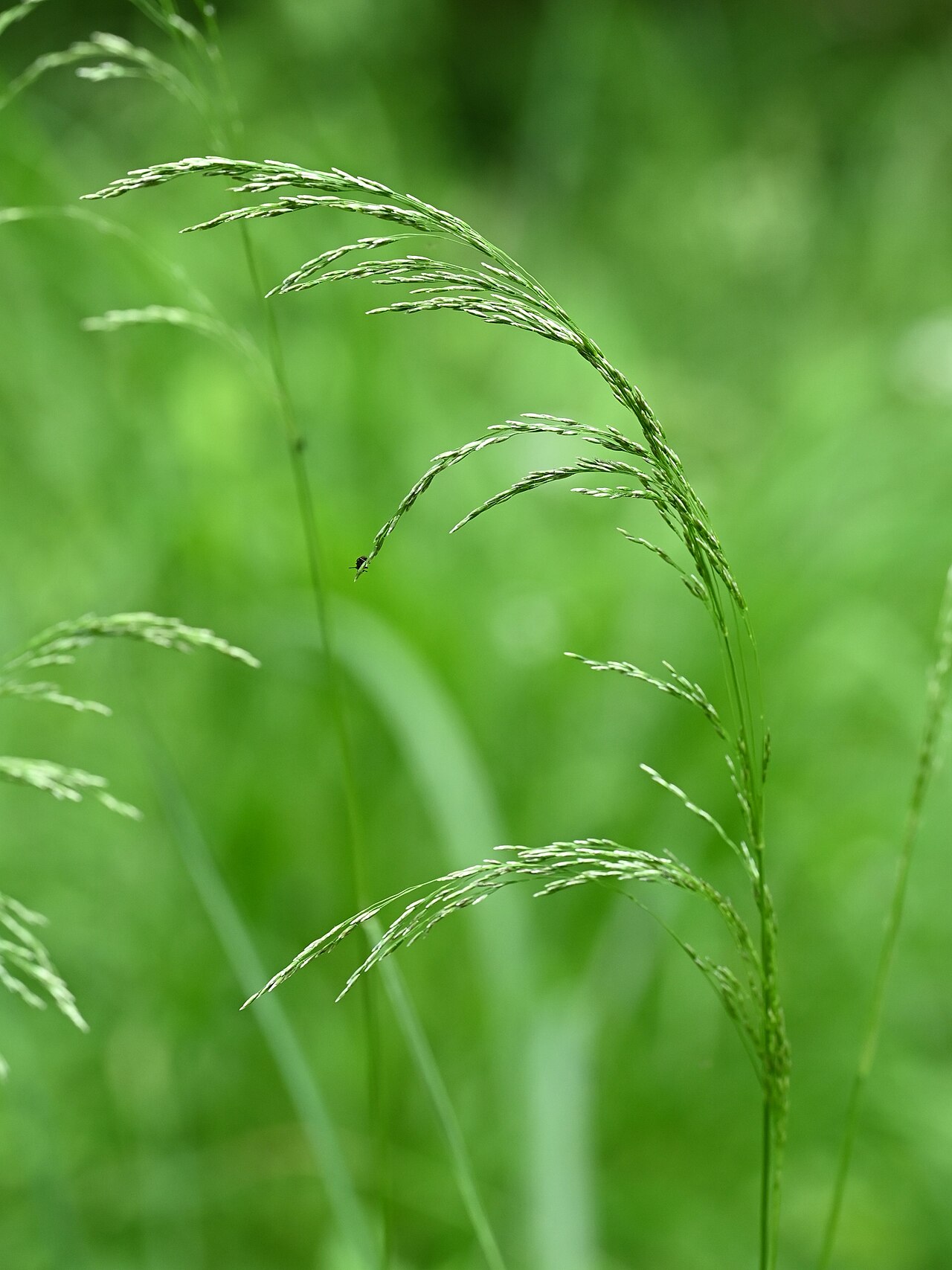 Щучка (Deschampsia) — внешний вид растения