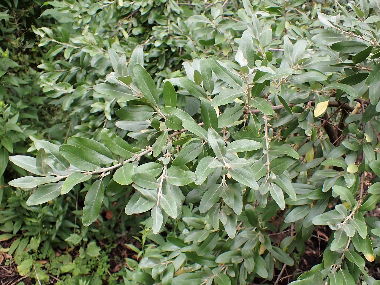 Шефердия серебристая (Shepherdia argentea) — внешний вид растения