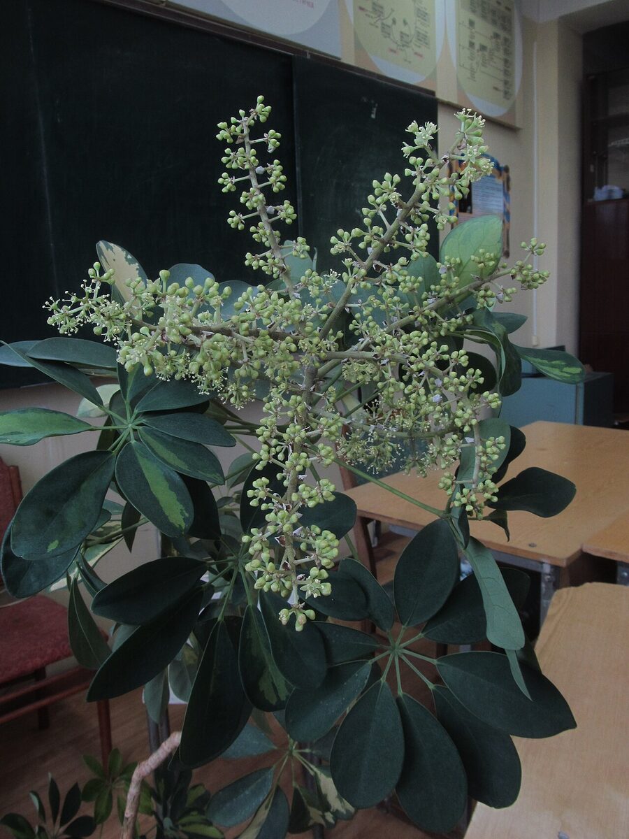 Шеффлера (Schefflera) — внешний вид растения
