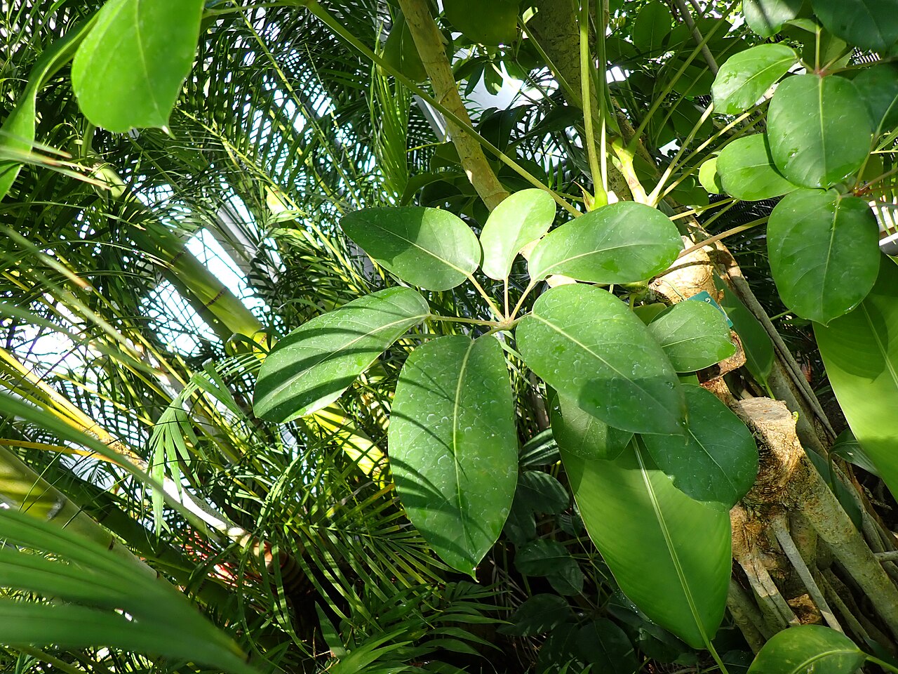 Шеффлера лучистая (Schefflera actinophylla) — крупные пальчатые листья из глянцевых продолговатых листочков на длинных черешках