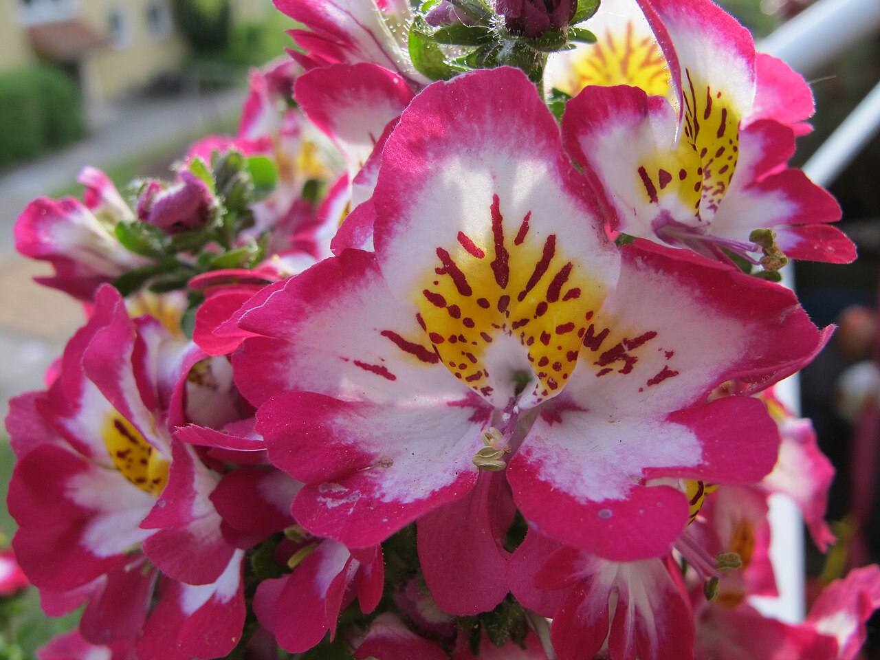 Схизантус (Schizanthus) — внешний вид растения