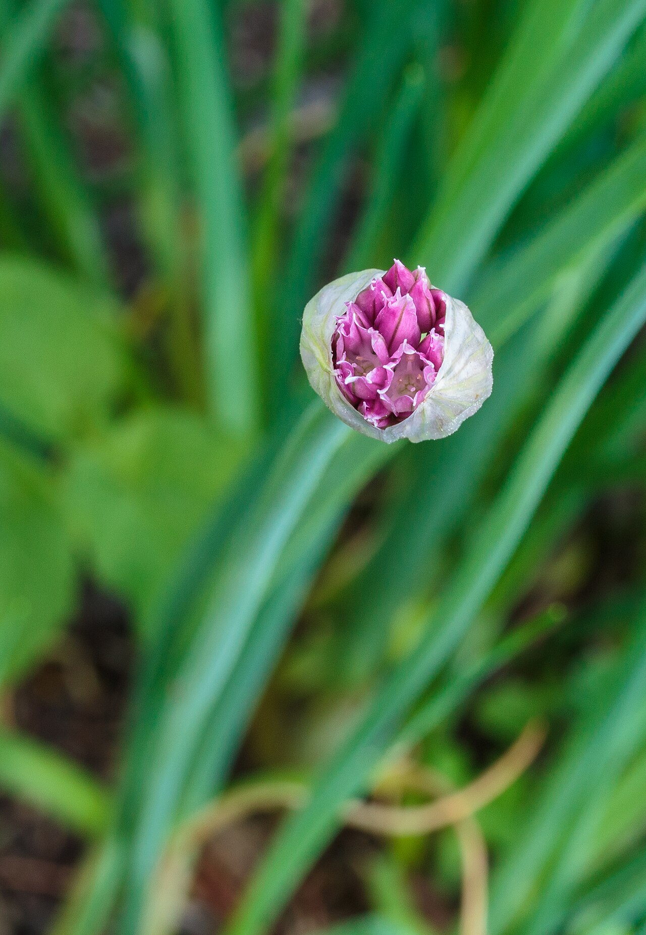 Шнитт-лук (Allium schoenoprasum) — внешний вид растения