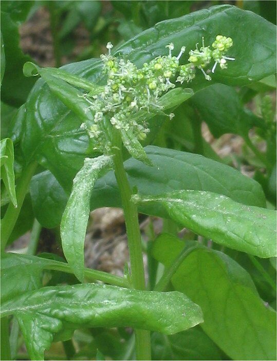 Шпинат (Spinacia oleracea) — внешний вид растения