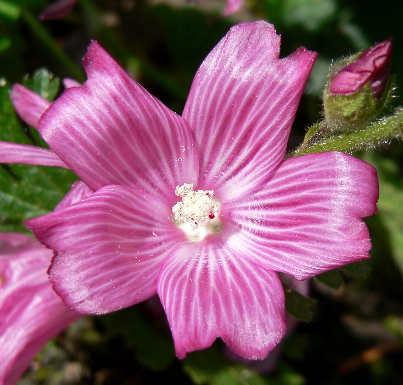 Сидальцея (Sidalcea) — внешний вид растения