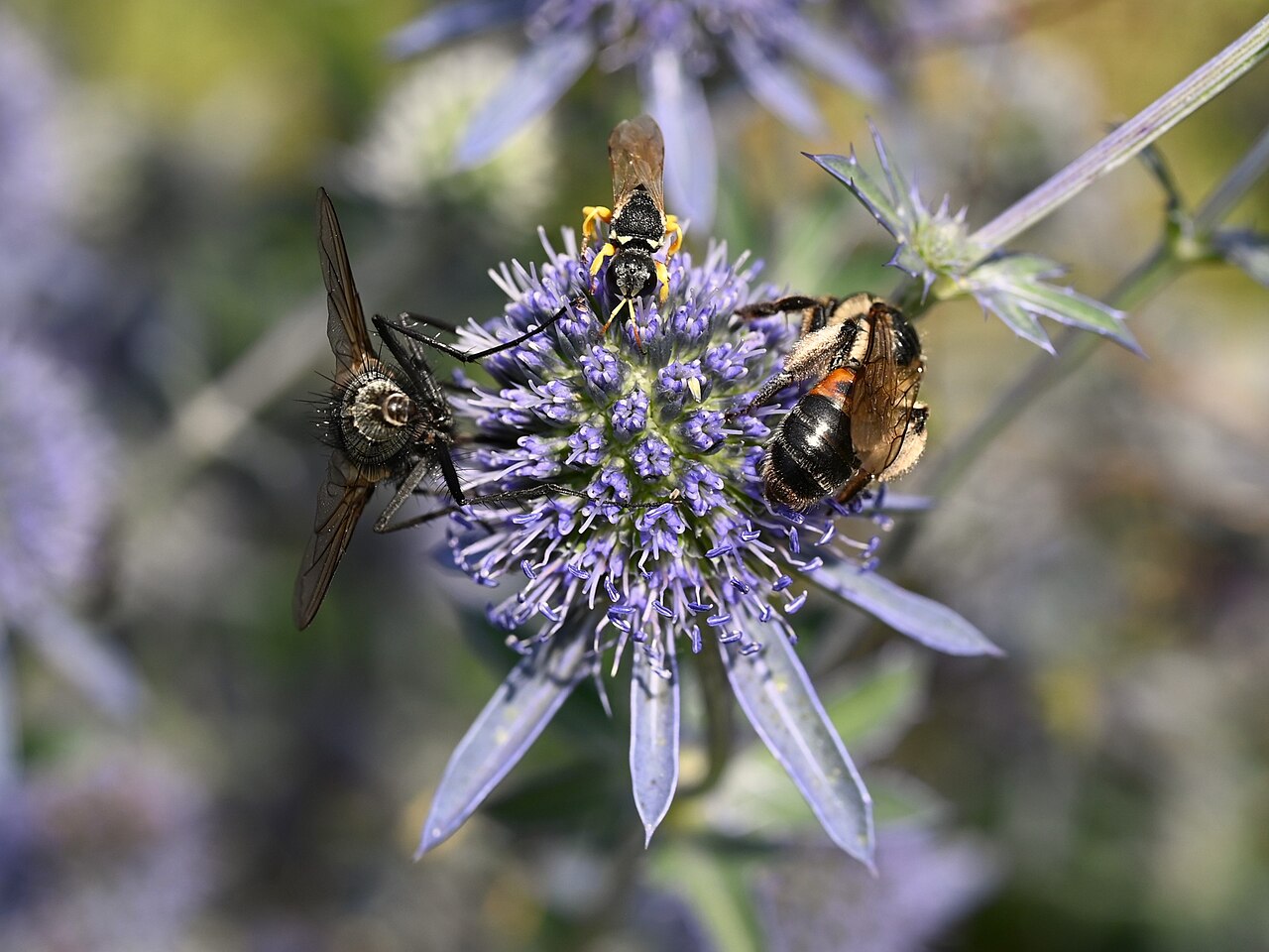 Синеголовник (Eryngium) — внешний вид растения