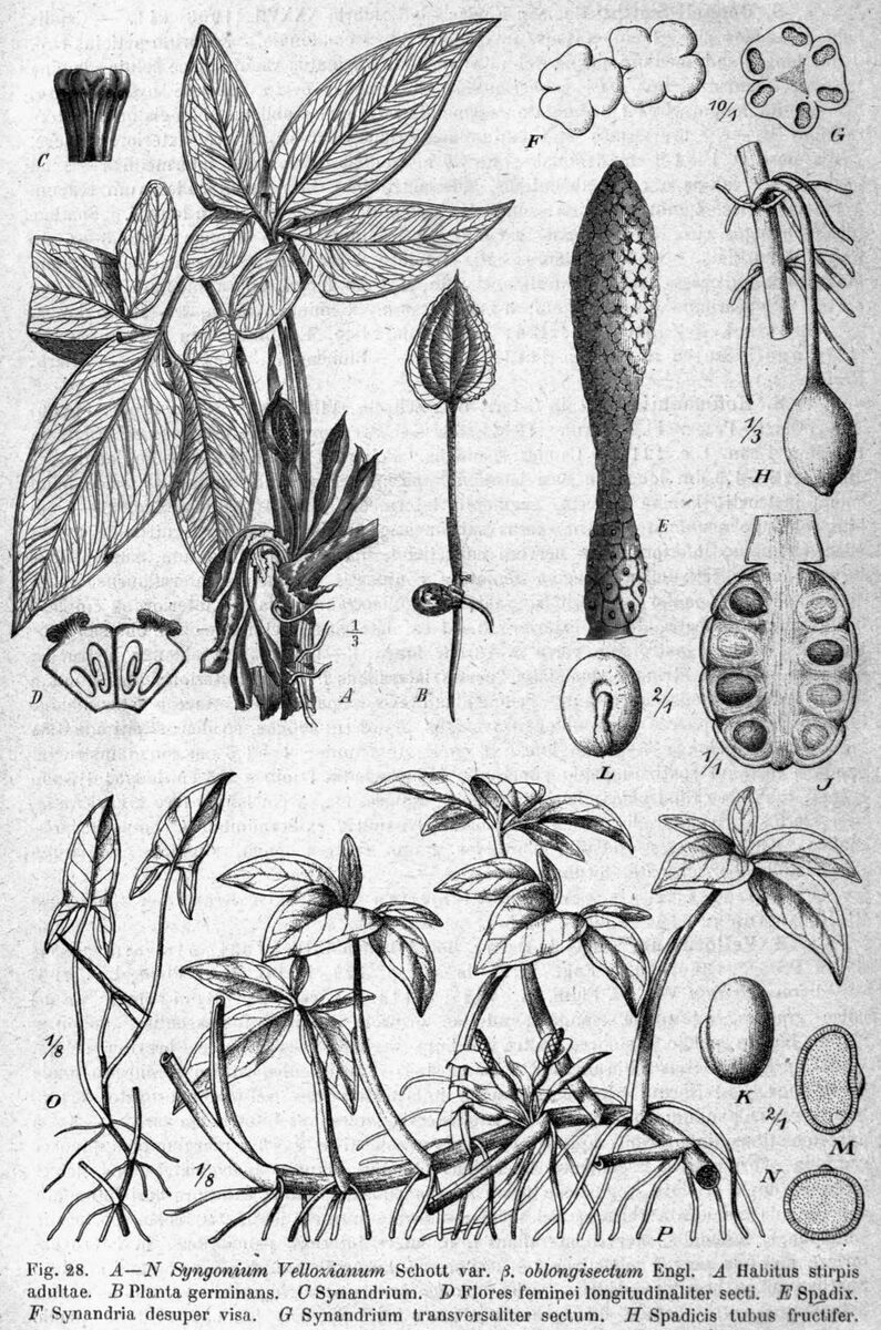 Сингониум (Syngonium) — внешний вид растения