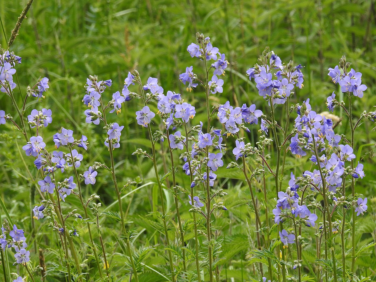 Синюха (Polemonium caeruleum) — внешний вид растения