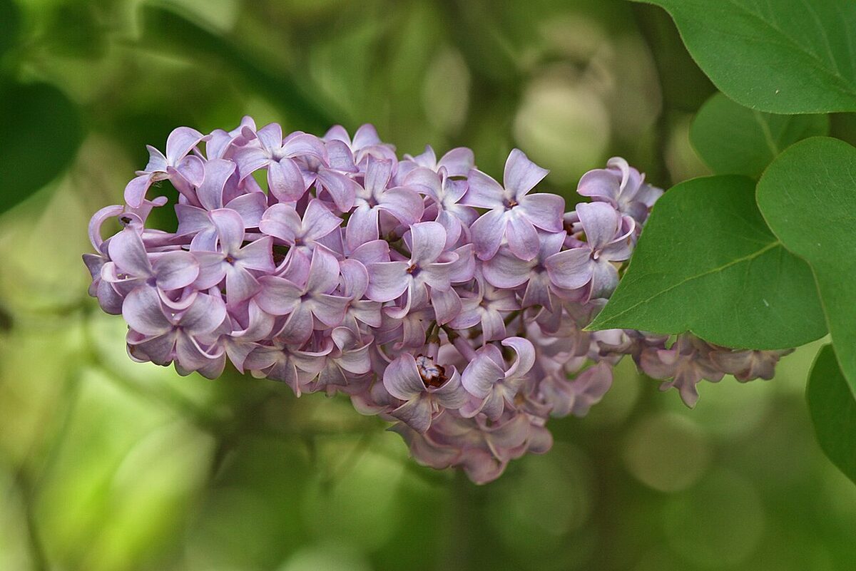 Сирень (Syringa vulgaris) — внешний вид растения